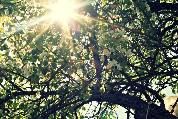 Fonds d'cran Nature Arbres - Forts soleil traversant un arbre en fleur