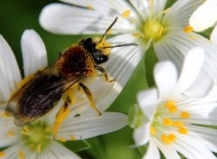  Animaux Du pollen partout !