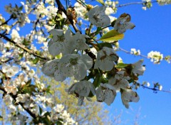  Nature bourgeons cerisier