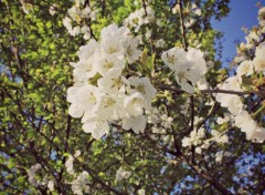  Nature bourgeons cerisier