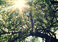  Nature soleil traversant un arbre en fleur