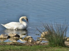  Animals Cygnes