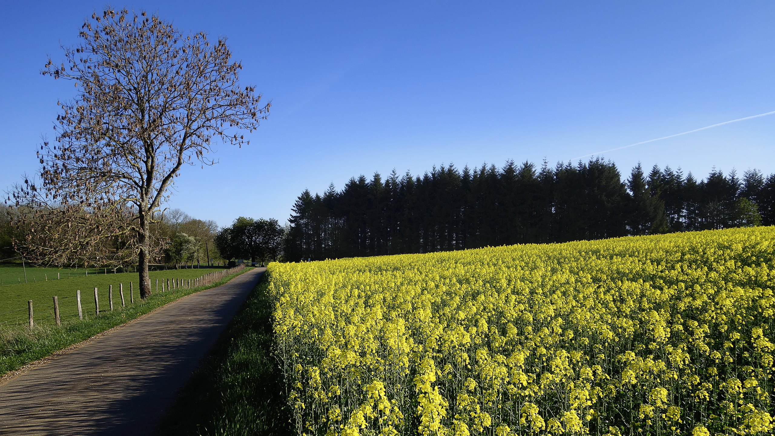 Fonds d'cran Nature Paysages Colza