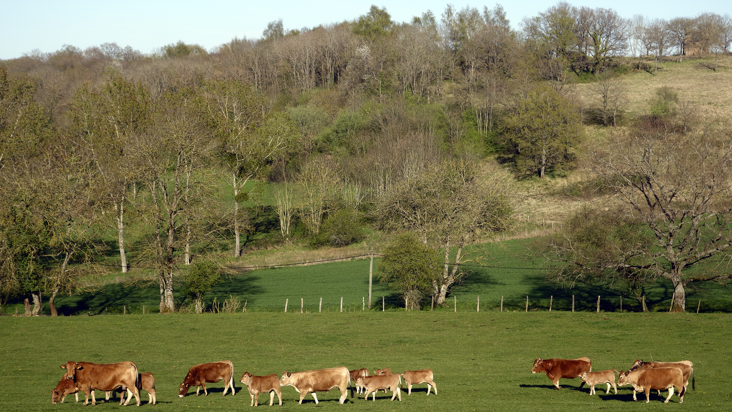 Fonds d'cran Nature Paysages Vaches "Aubrac" au pré