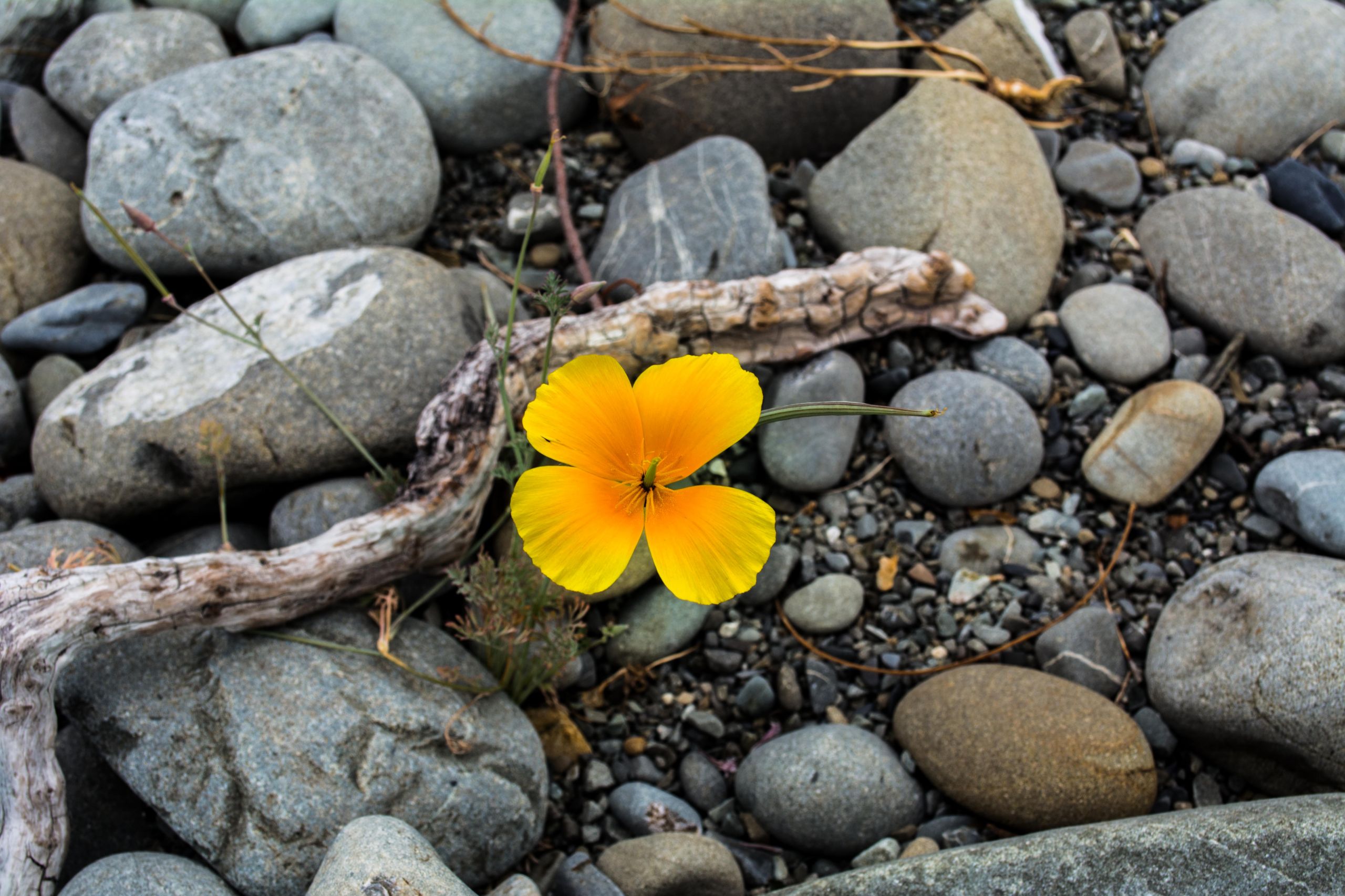 Fonds d'cran Nature Fleurs 