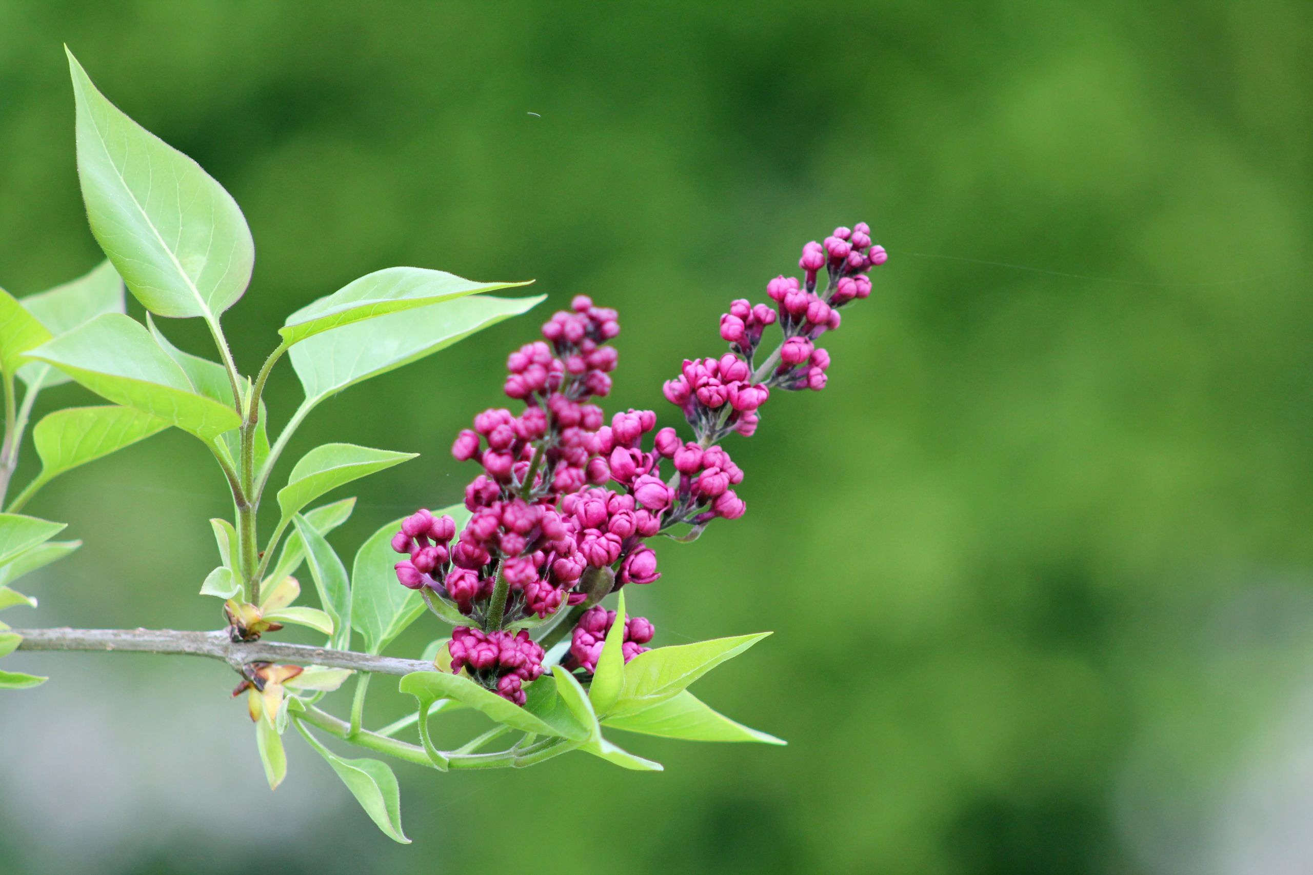 Wallpapers Nature Flowers 