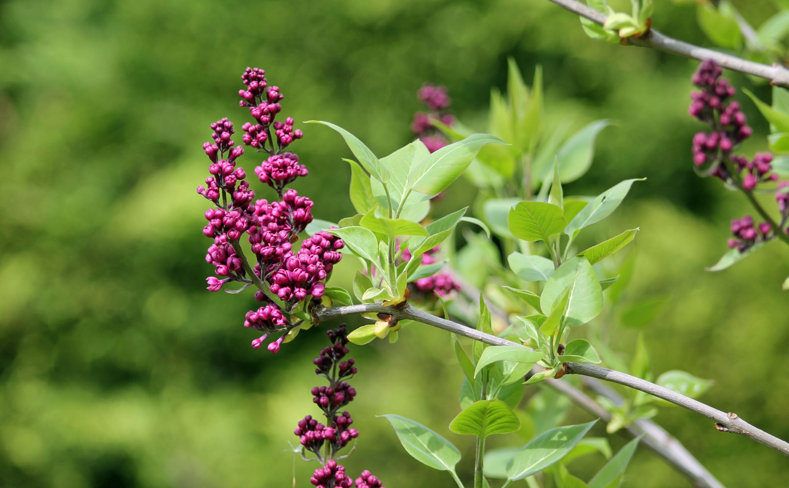 Wallpapers Nature Flowers 