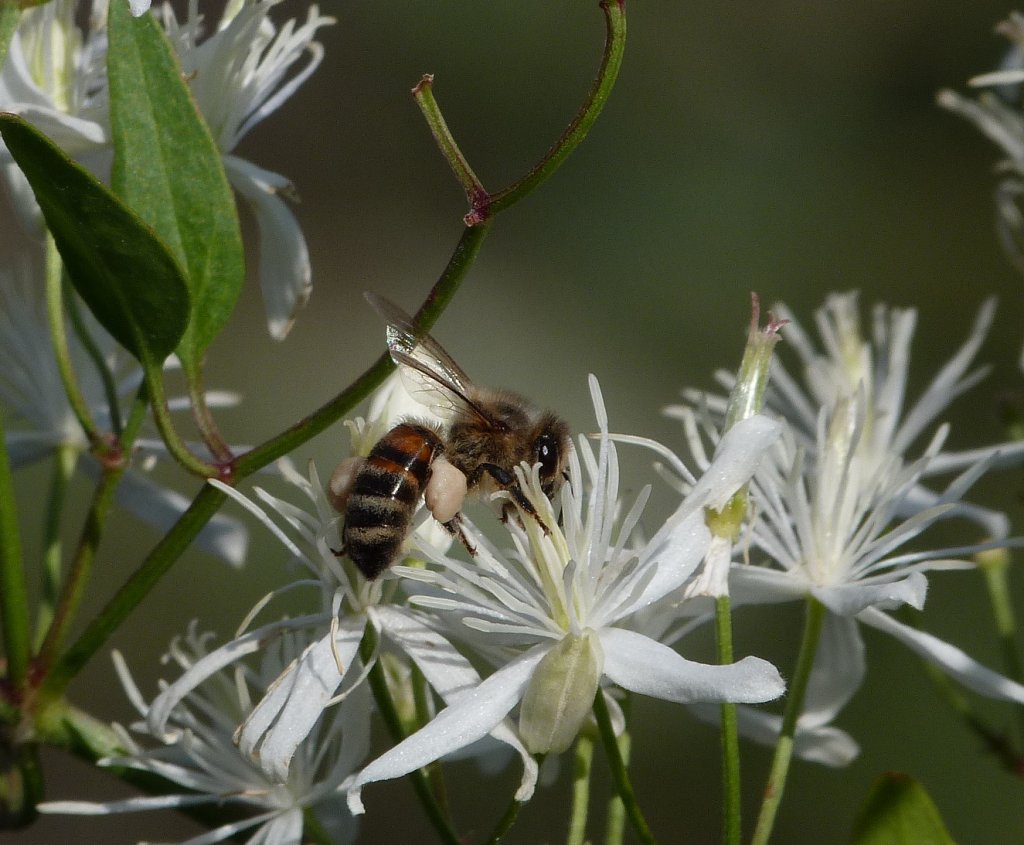 Fonds d'cran Animaux Insectes - Abeilles Gupes ... abeille sur une clmatite sauvage 