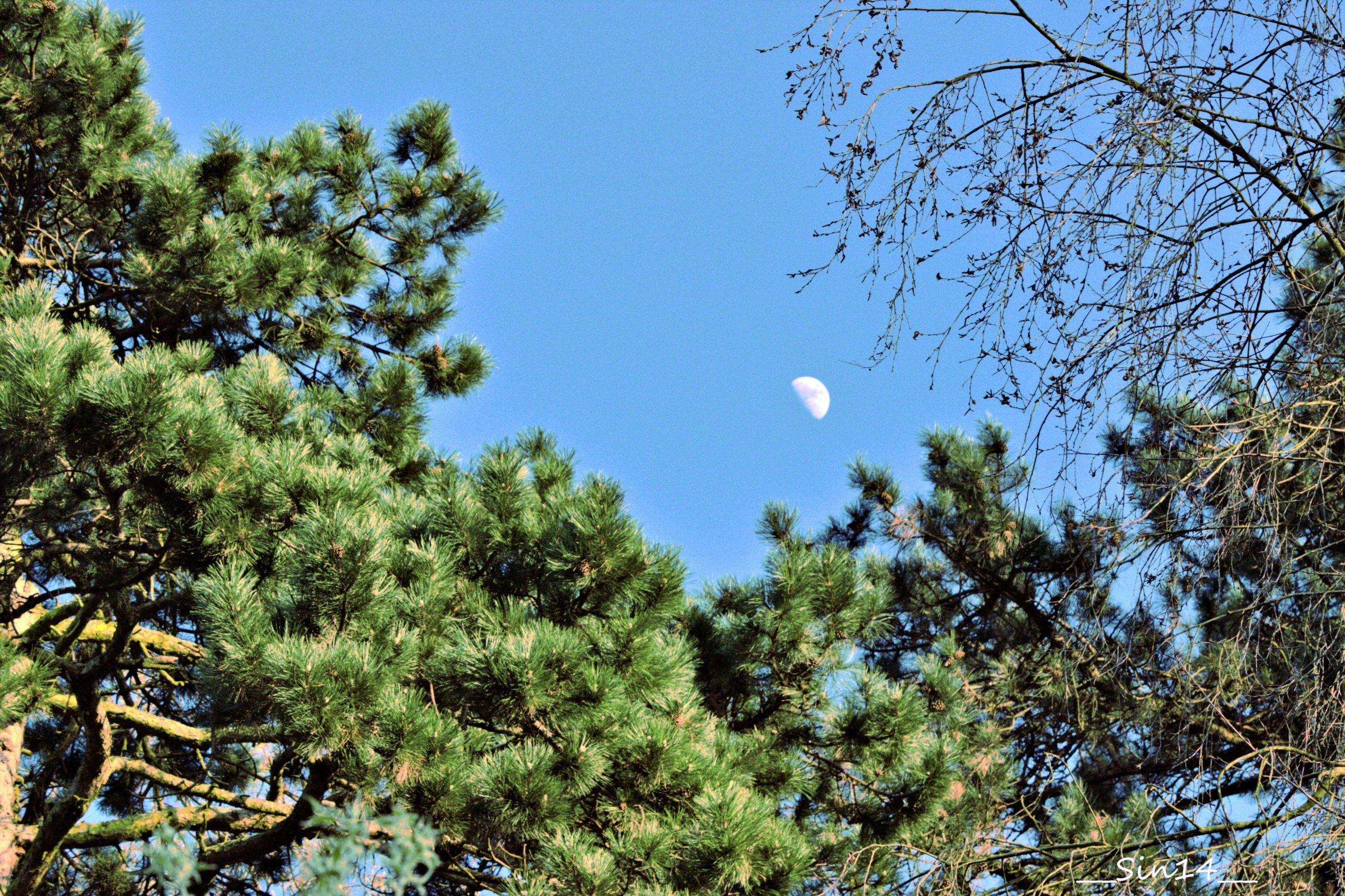 Fonds d'cran Nature Arbres - Forts 