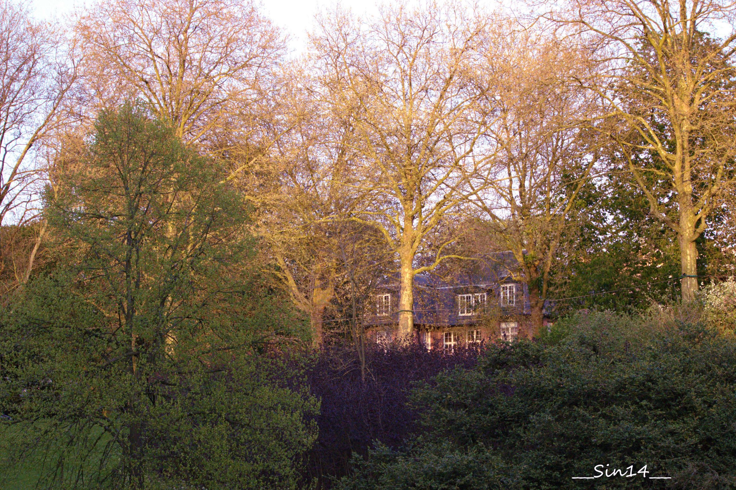 Fonds d'cran Nature Arbres - Forts 