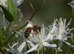  Animaux abeille sur une clmatite sauvage 