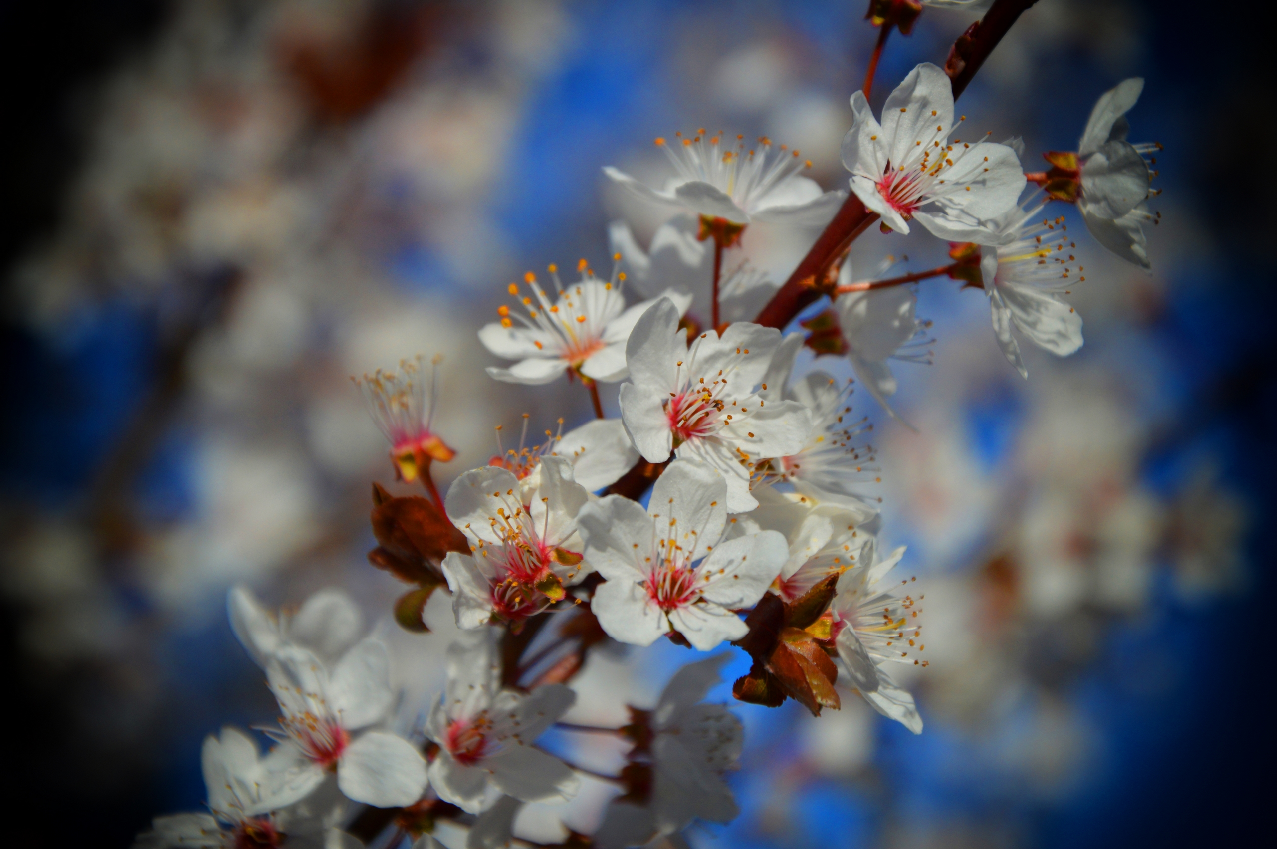 Fonds d'cran Nature Fleurs 