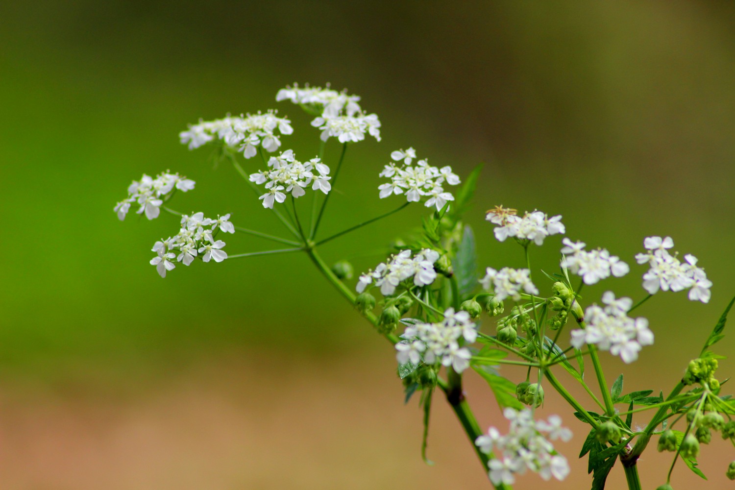 Wallpapers Nature Flowers 