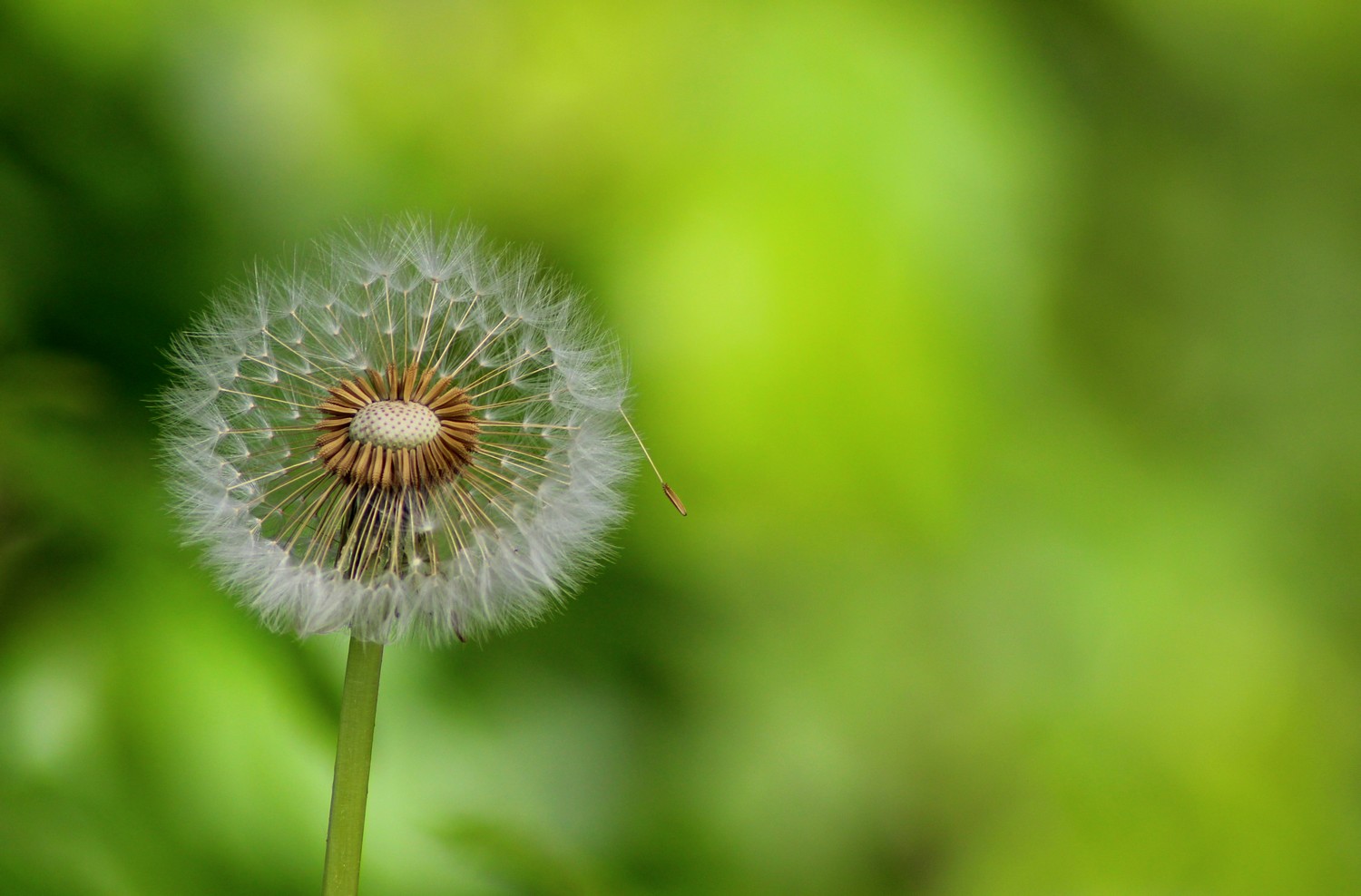 Fonds d'cran Nature Fleurs 