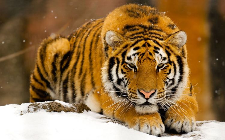 Fonds d'cran Animaux Flins - Tigres Wallpaper N373577