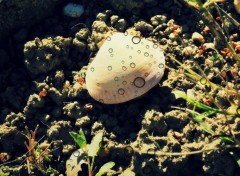  Nature coquillage