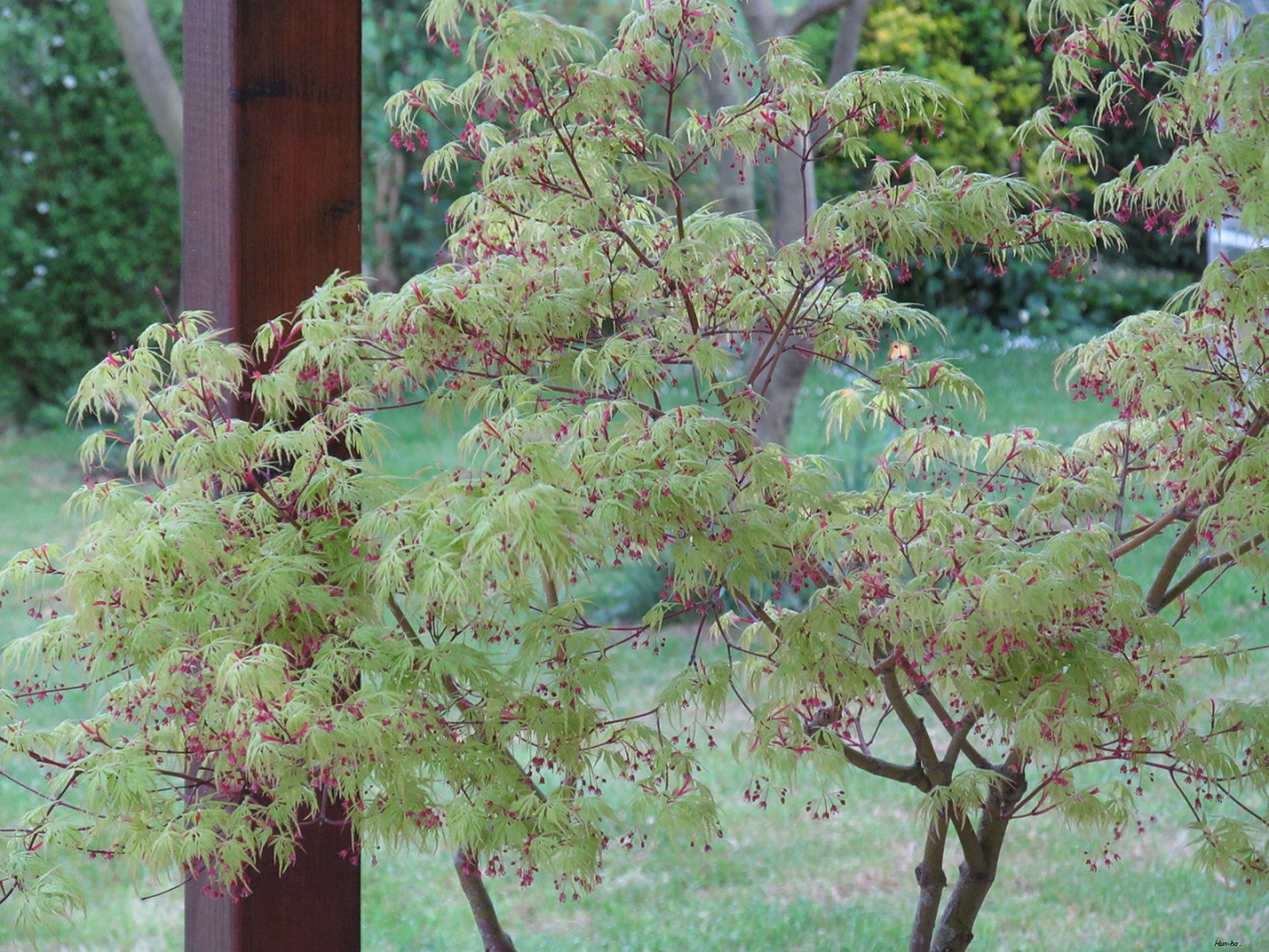 Fonds d'cran Nature Arbres - Forts 