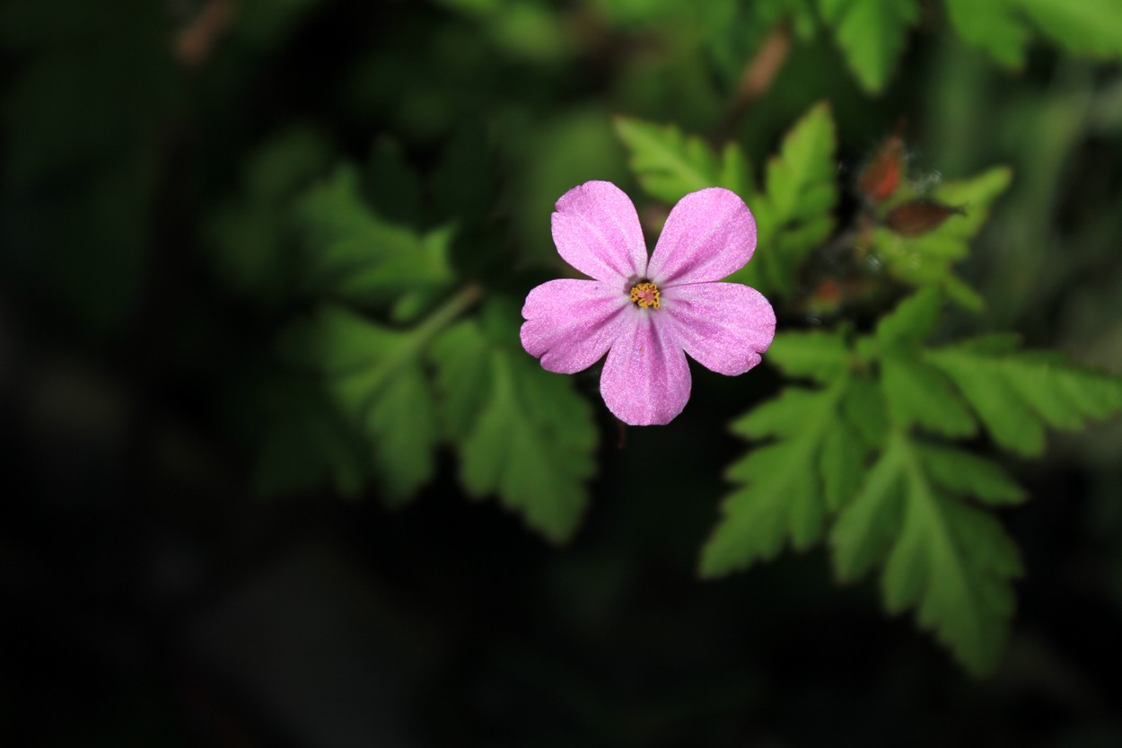 Wallpapers Nature Flowers 