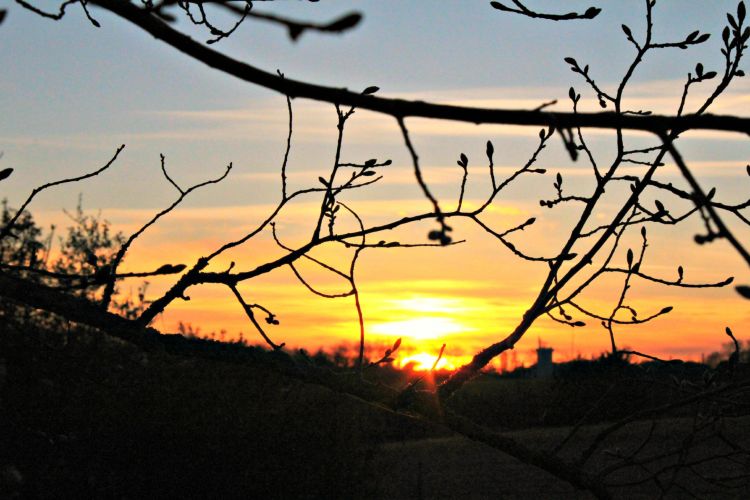 Wallpapers Nature Sunsets and sunrises coucher de soleil dans les branches