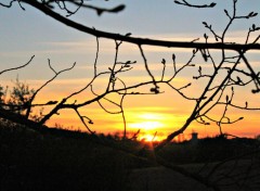  Nature coucher de soleil dans les branches