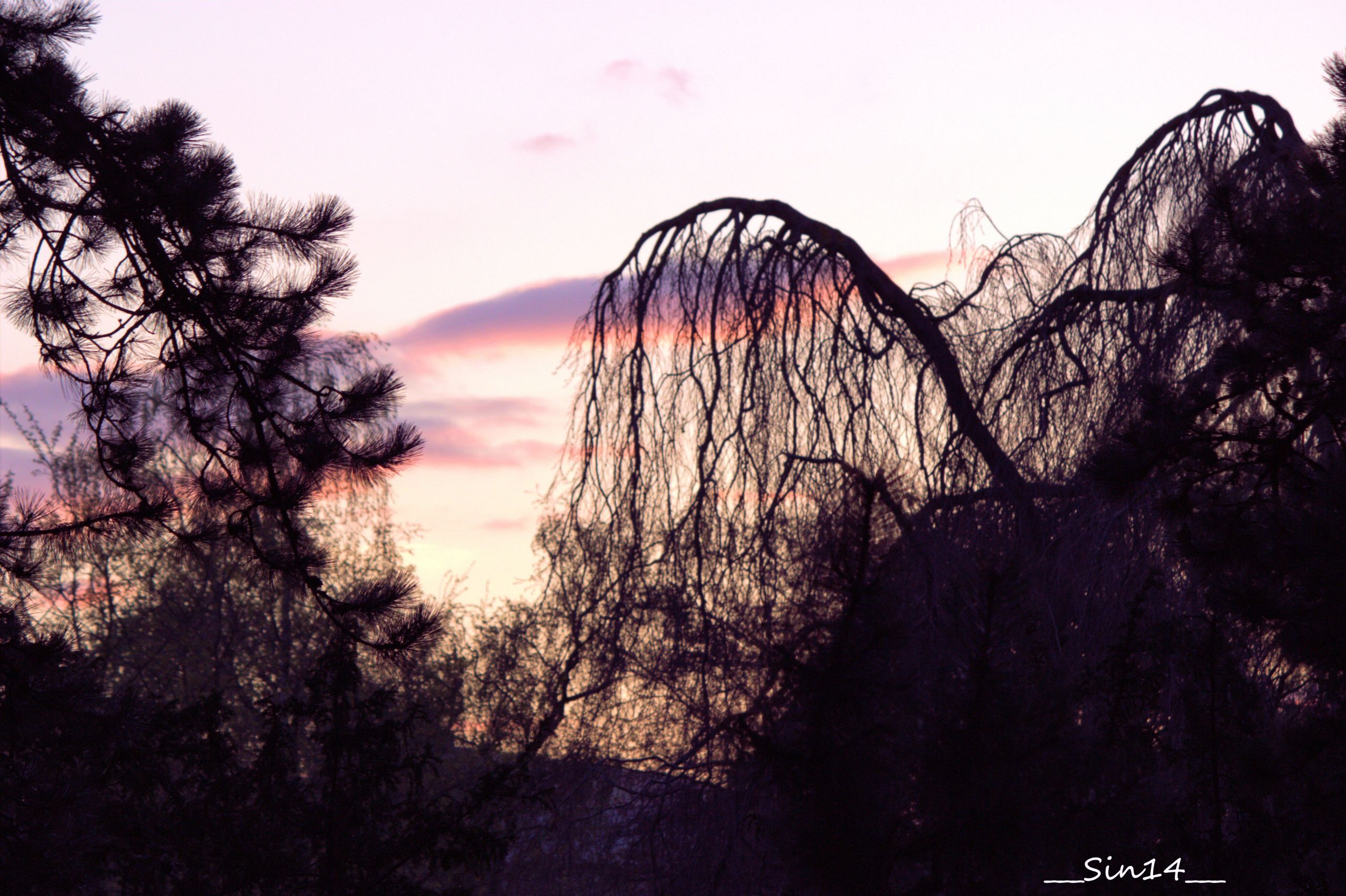 Fonds d'cran Nature Arbres - Forts arbres, fleurs