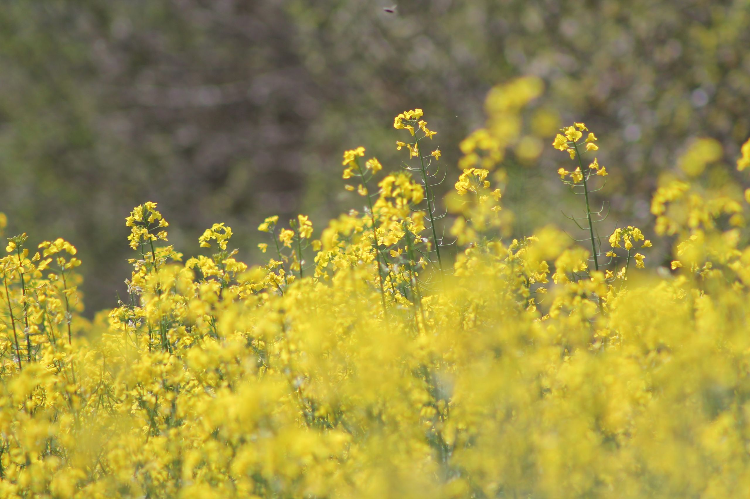 Wallpapers Nature Flowers 