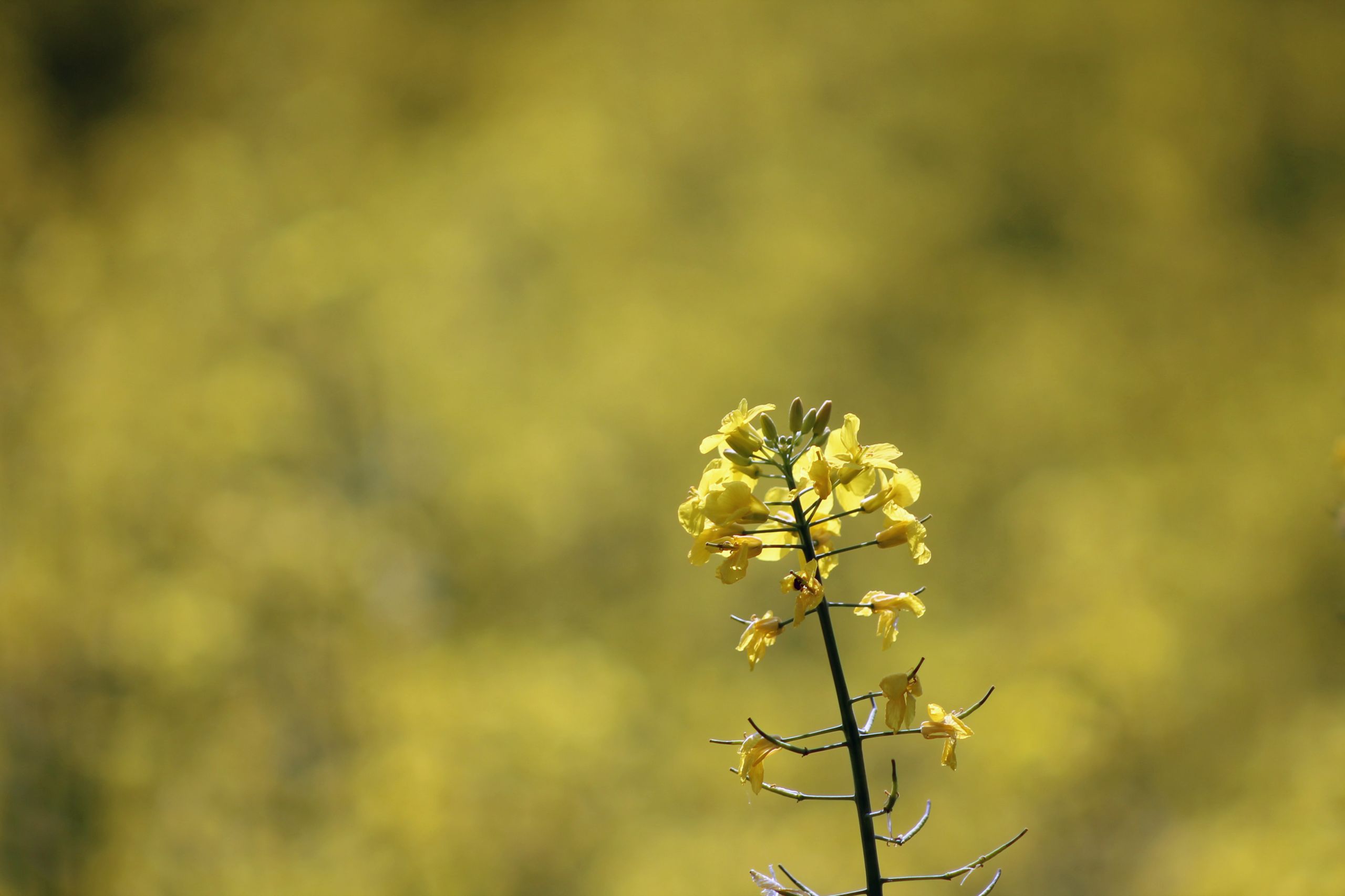 Wallpapers Nature Flowers 