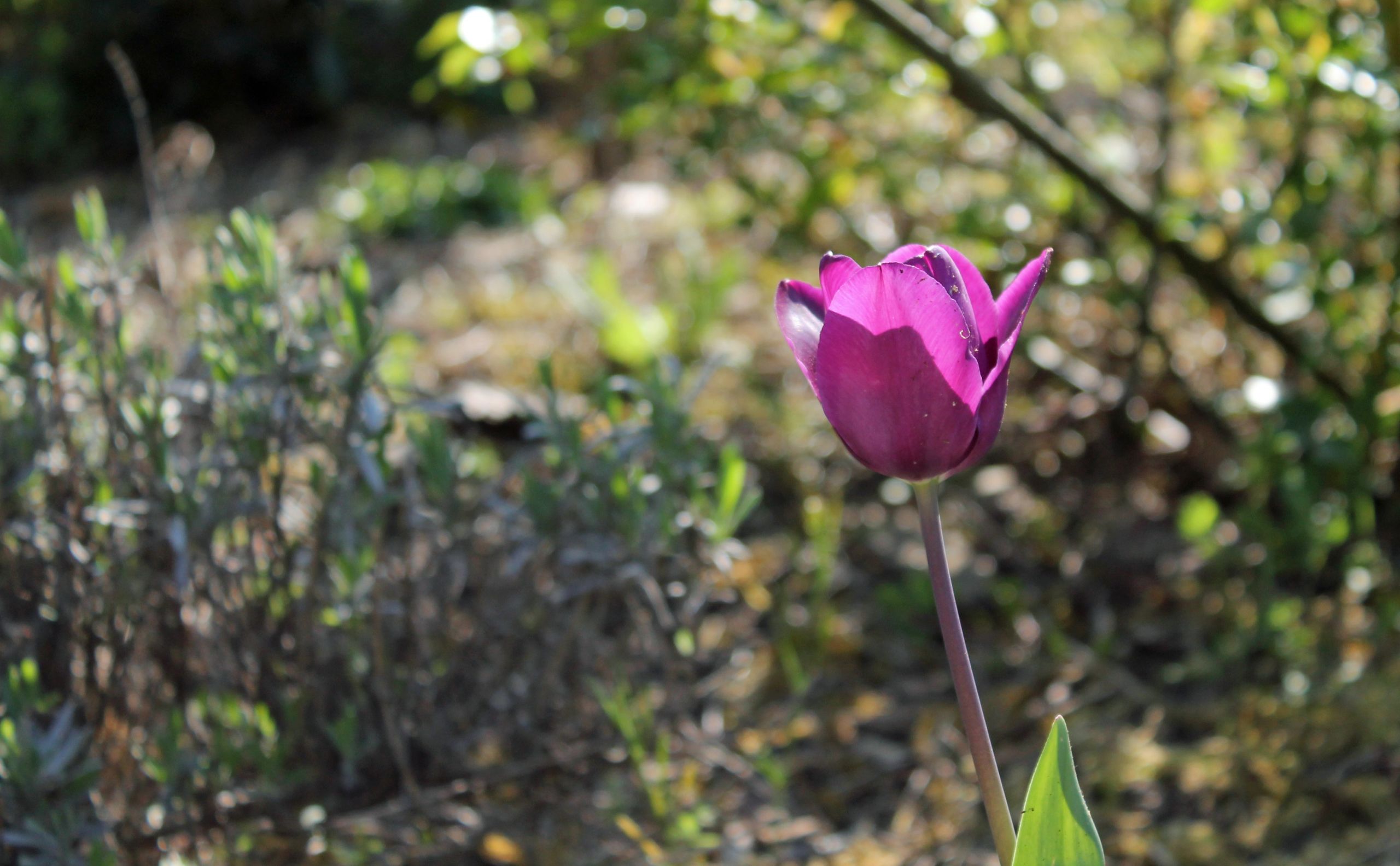 Wallpapers Nature Flowers 