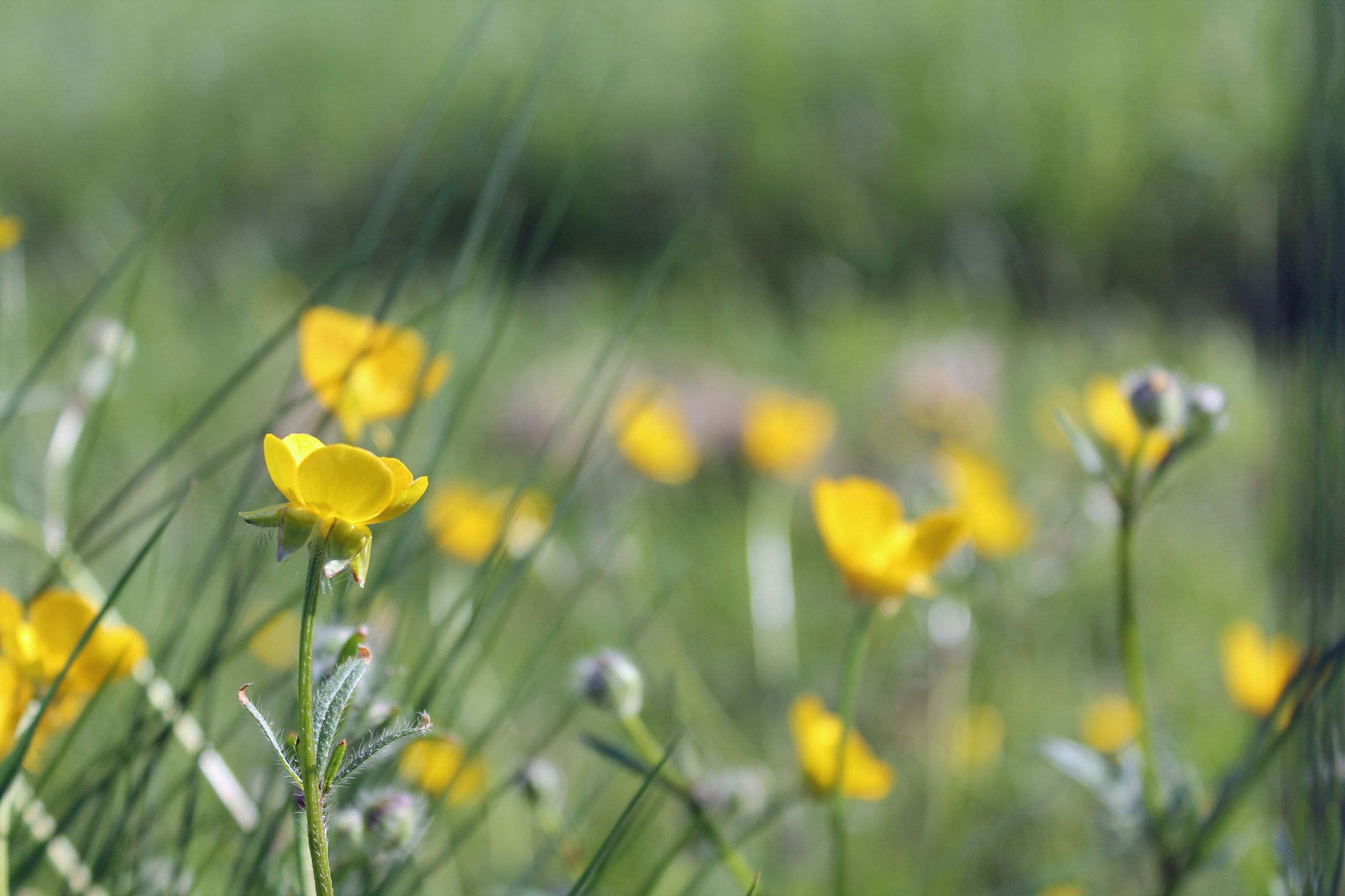 Wallpapers Nature Flowers 