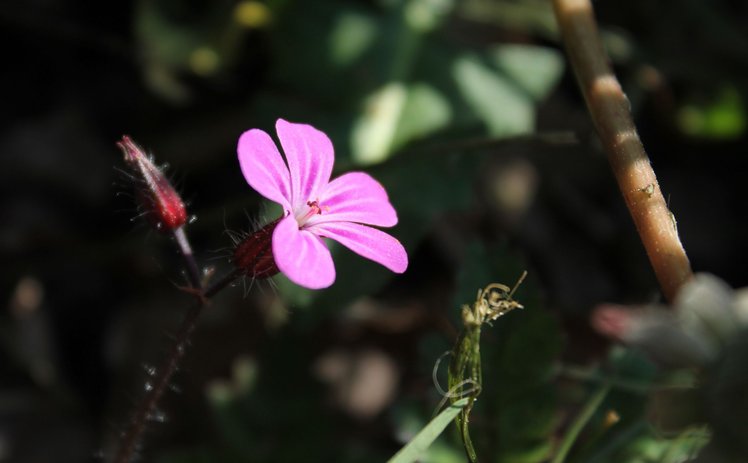 Wallpapers Nature Flowers 