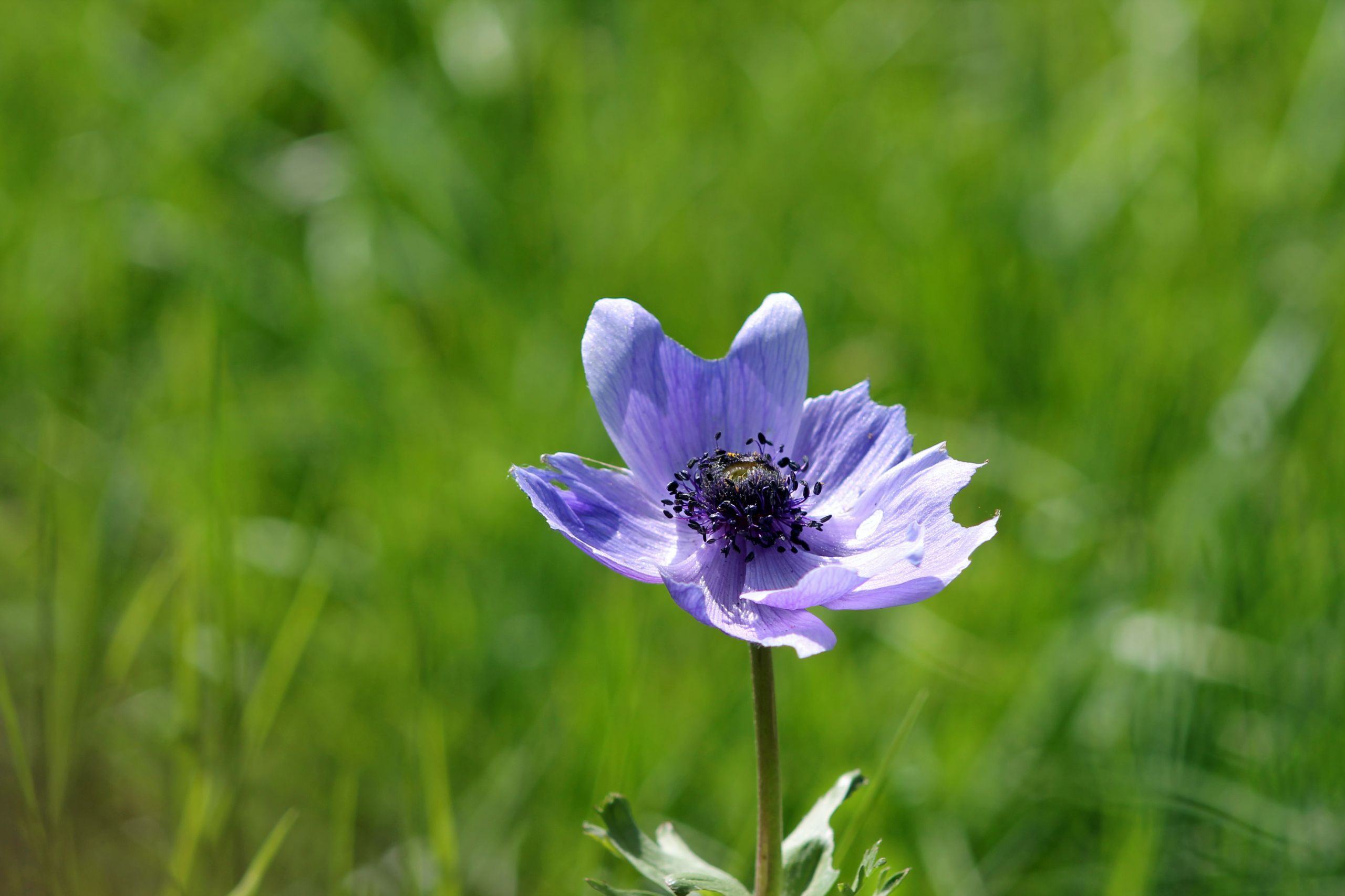 Wallpapers Nature Flowers 