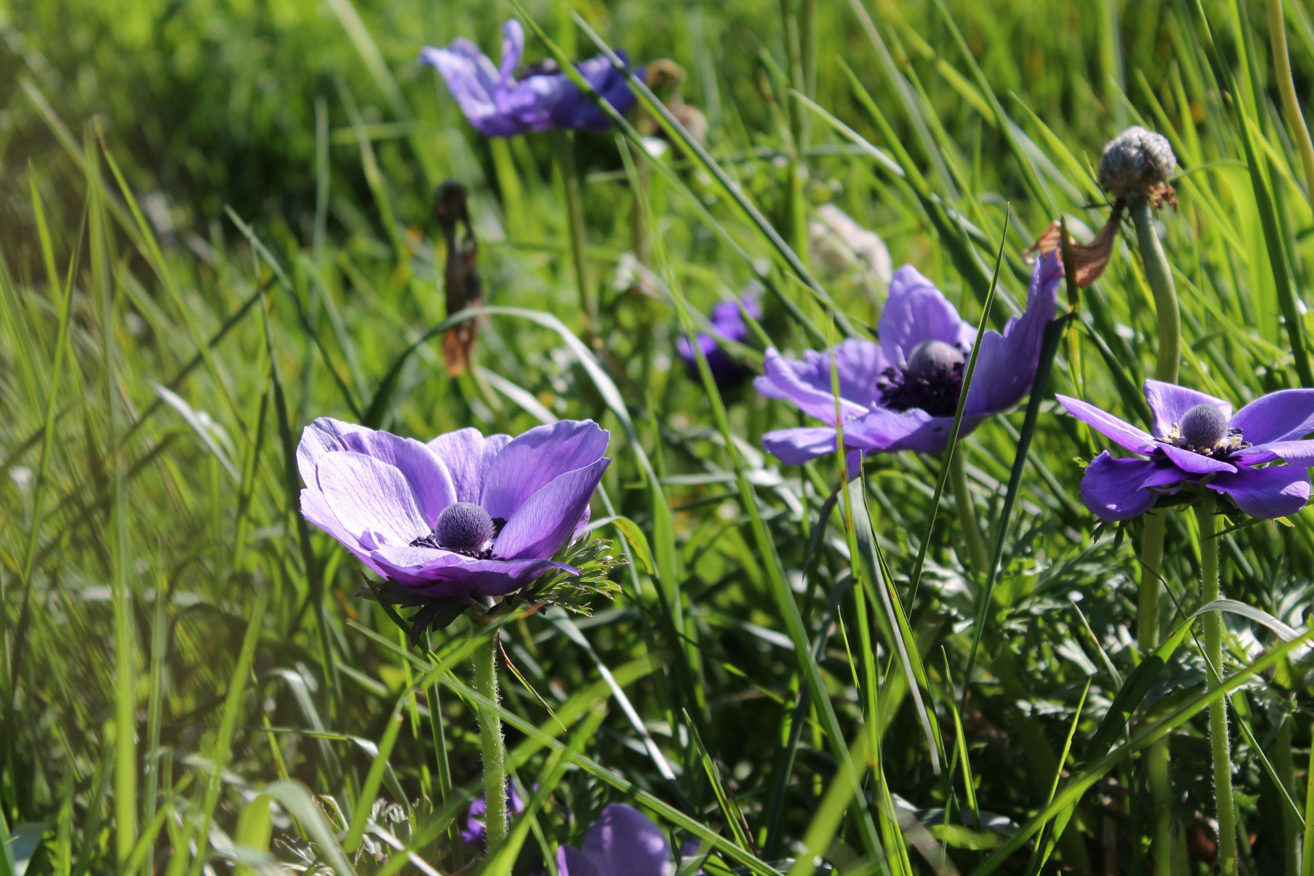 Wallpapers Nature Flowers 