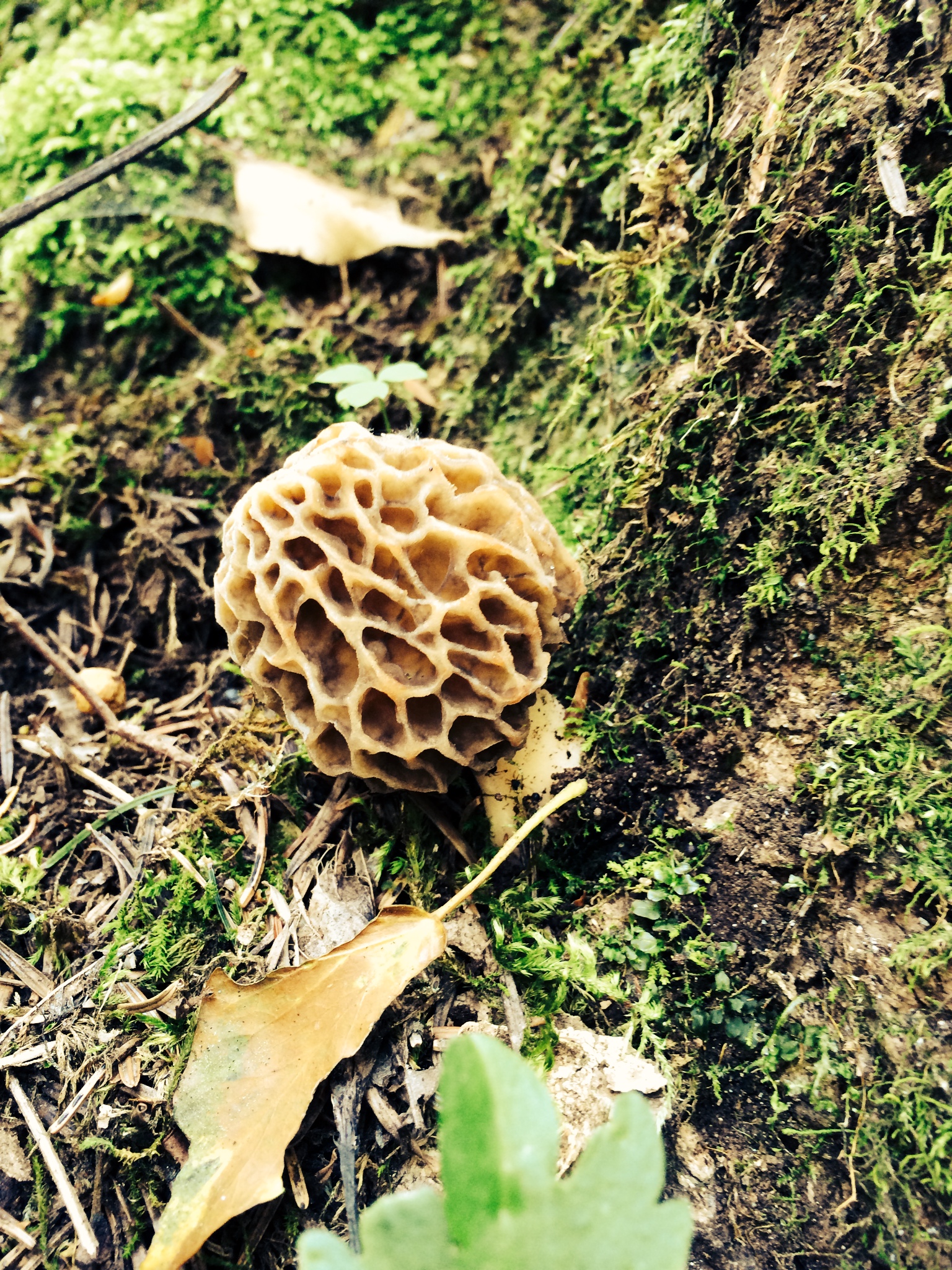 Fonds d'cran Nature Champignons 