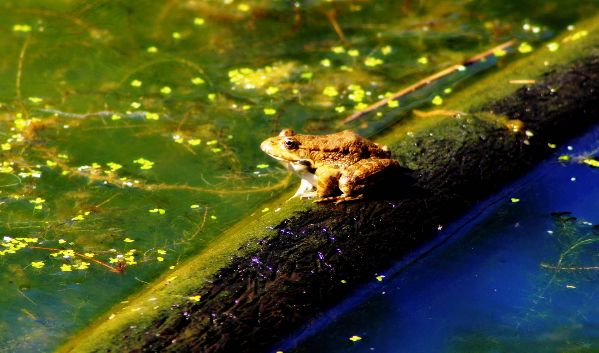 Fonds d'cran Animaux Grenouilles - Crapauds 