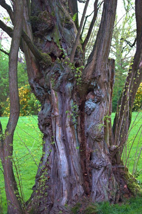 Fonds d'cran Nature Arbres - Forts arbres, fleurs