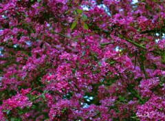  Nature arbres, fleurs