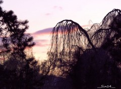  Nature arbres, fleurs