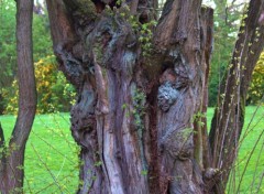  Nature arbres, fleurs