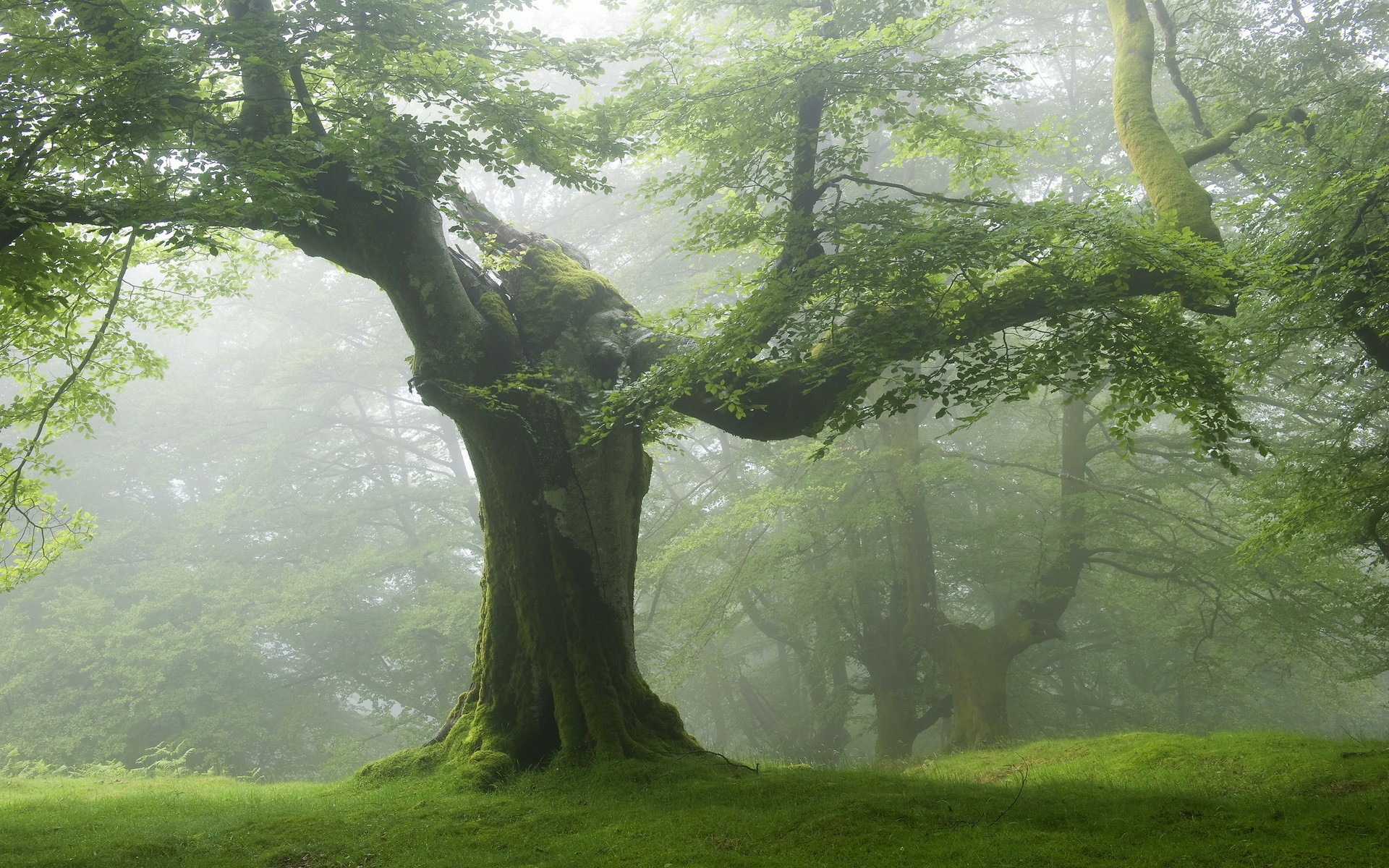 Fonds d'cran Nature Arbres - Forts 