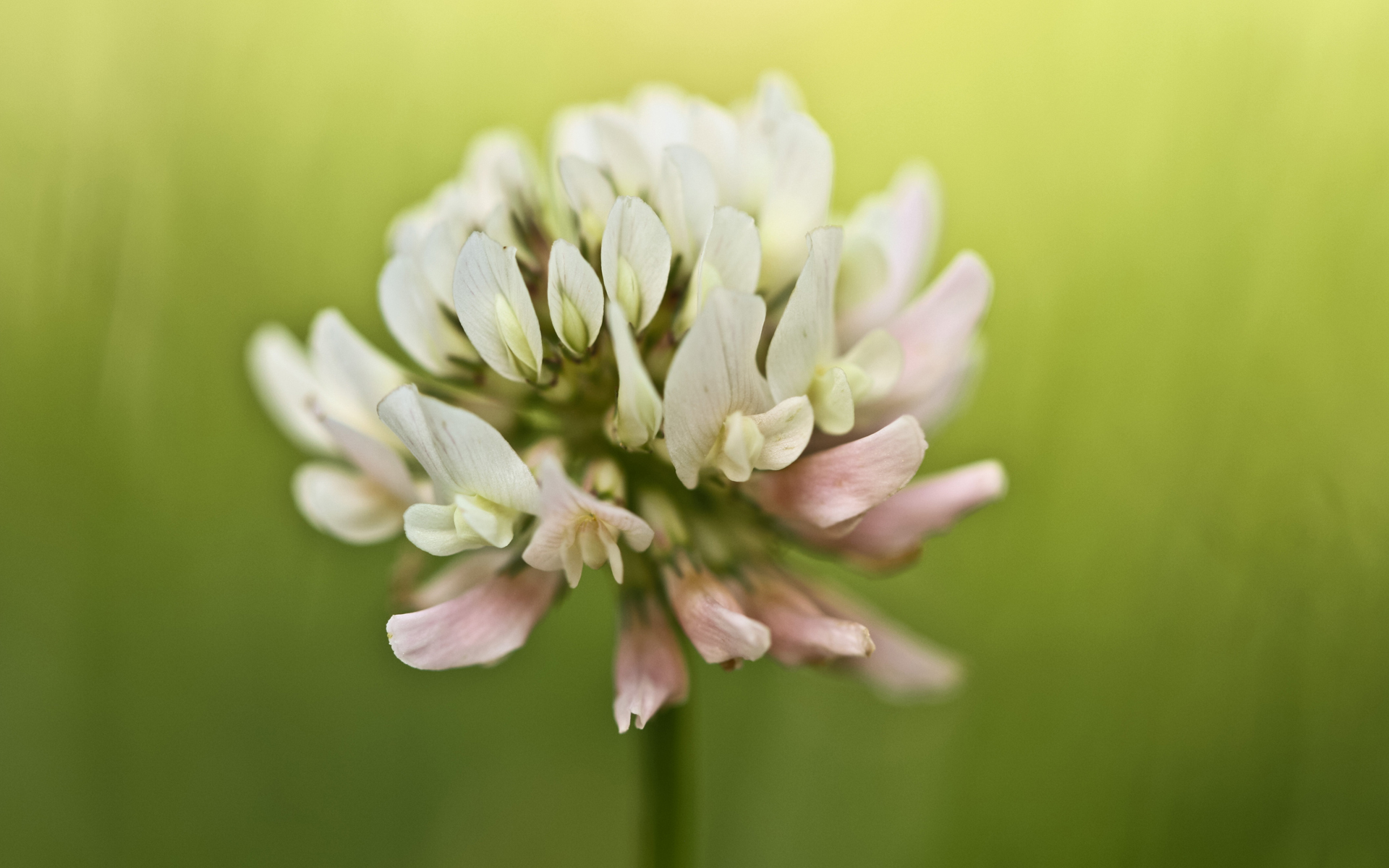 Fonds d'cran Nature Fleurs 