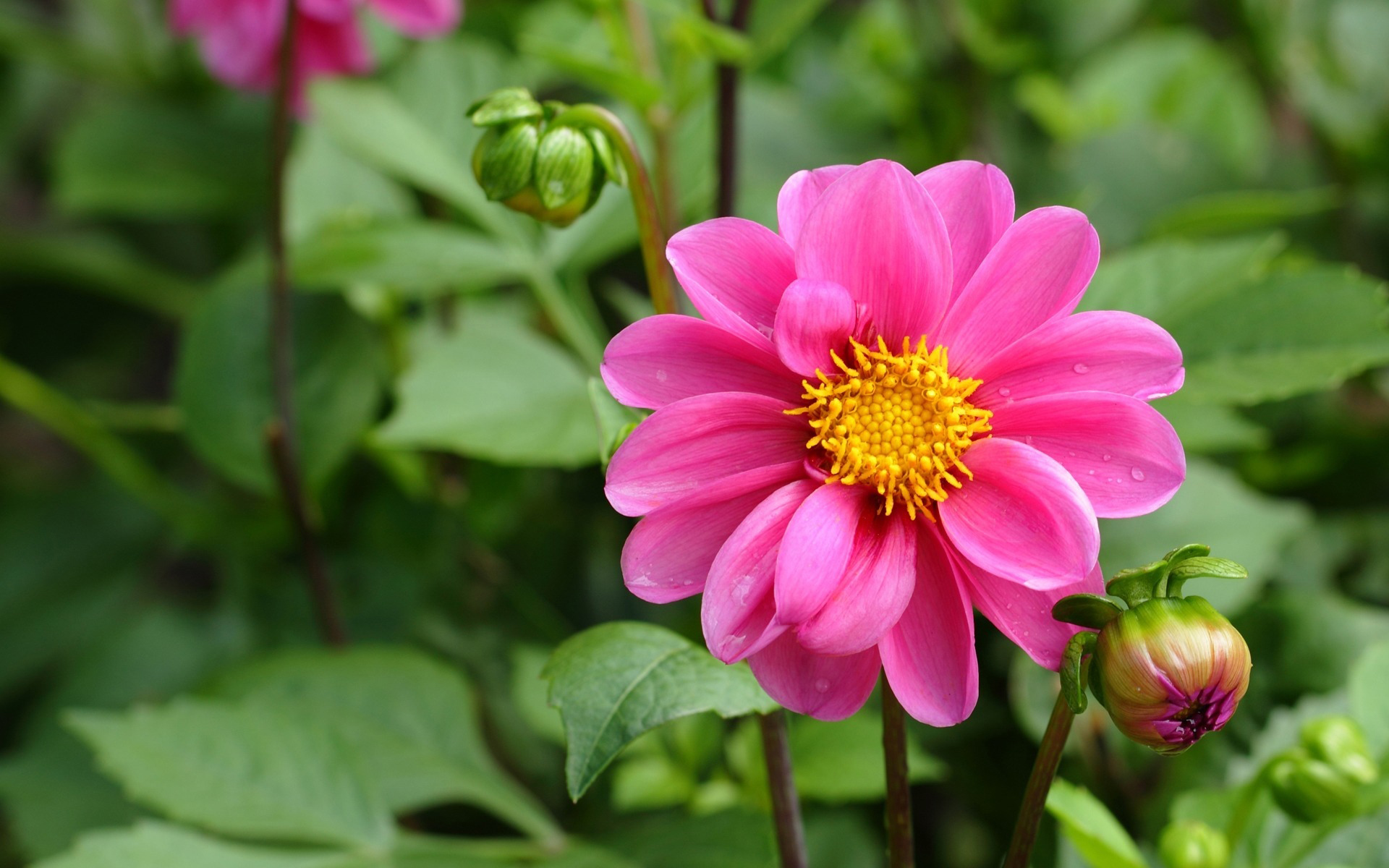 Fonds d'cran Nature Fleurs 