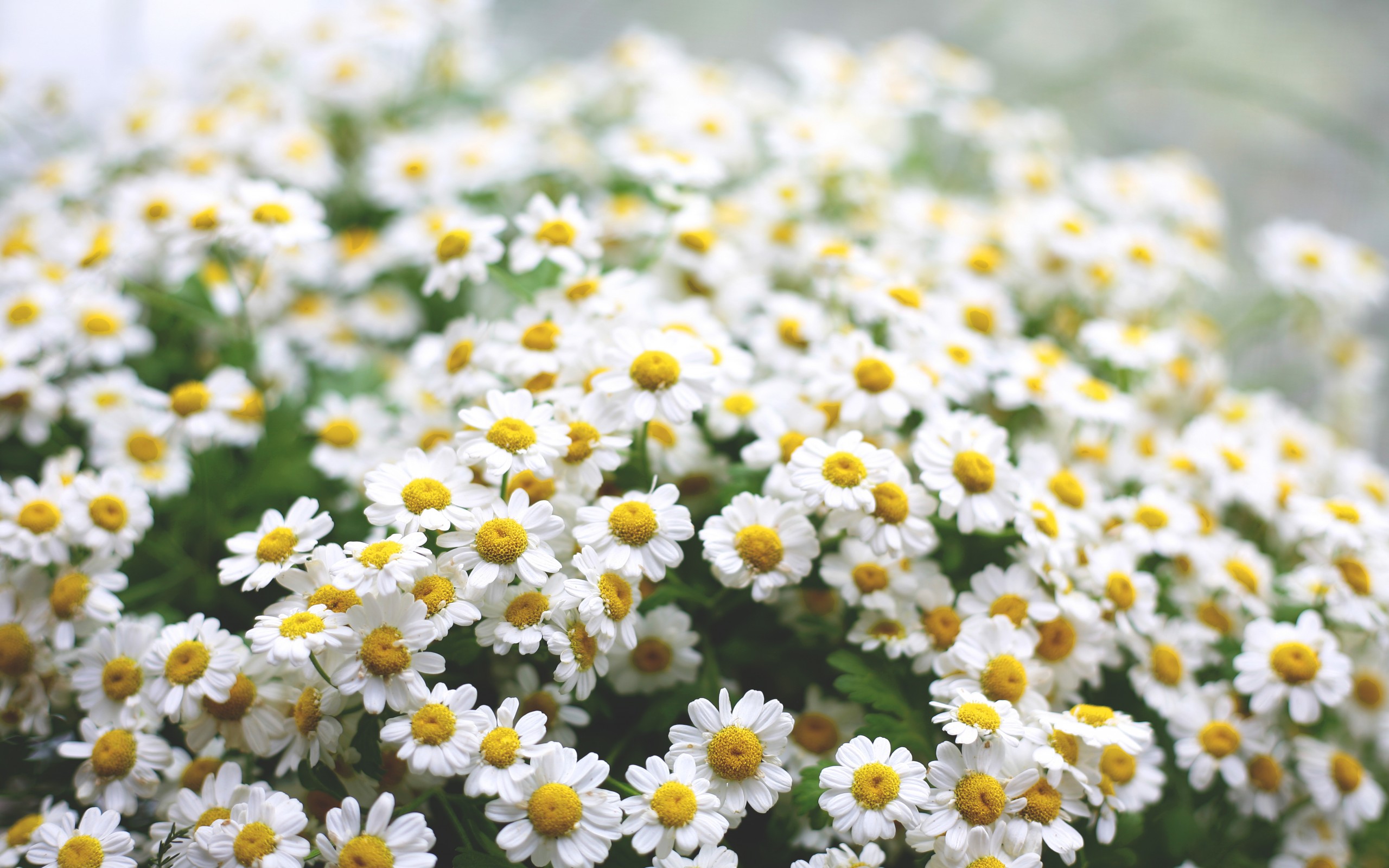 Fonds d'cran Nature Fleurs 