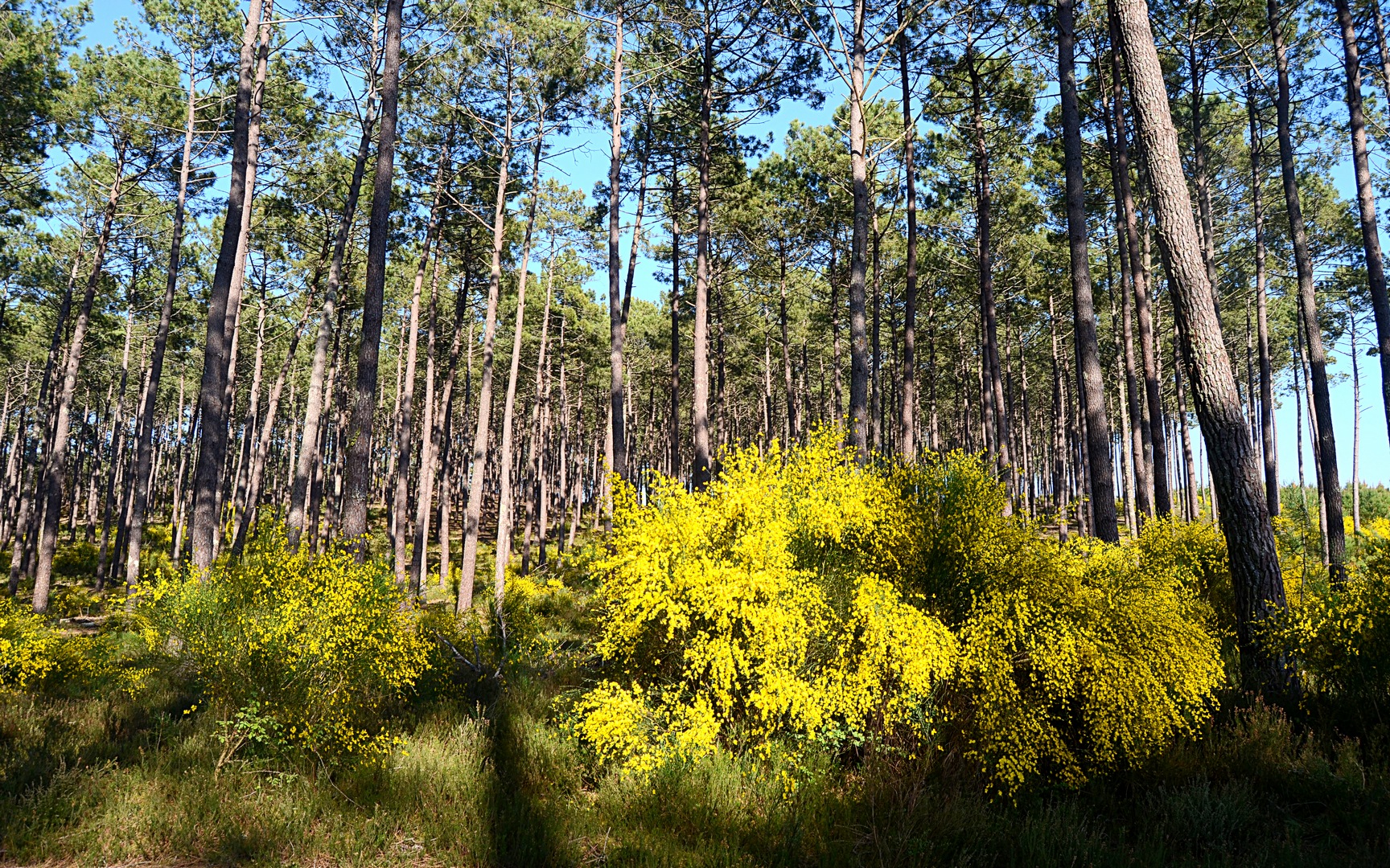 Wallpapers Nature Trees - Forests Fort landaise 