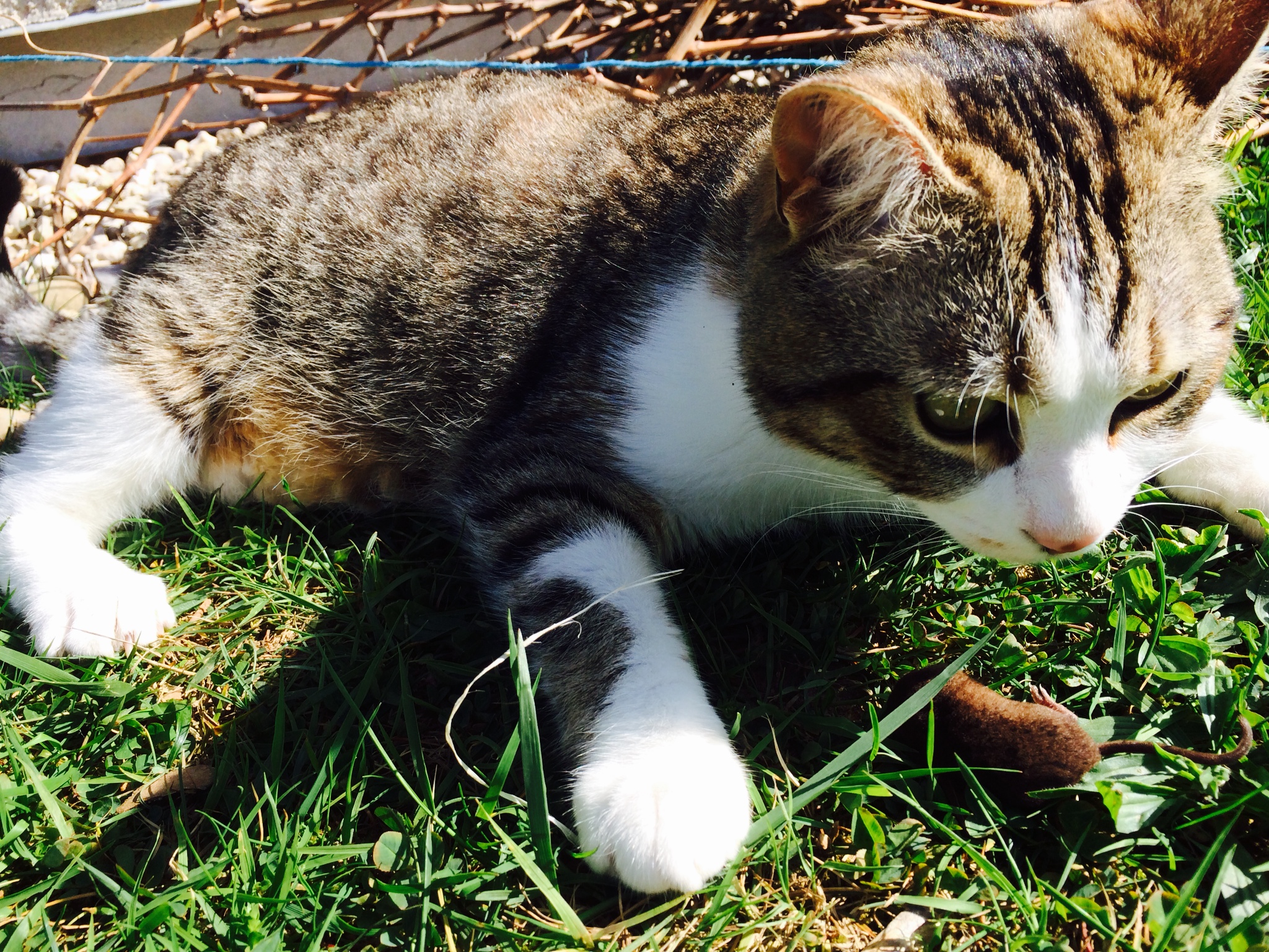 Fonds d'cran Animaux Chats - Chatons 