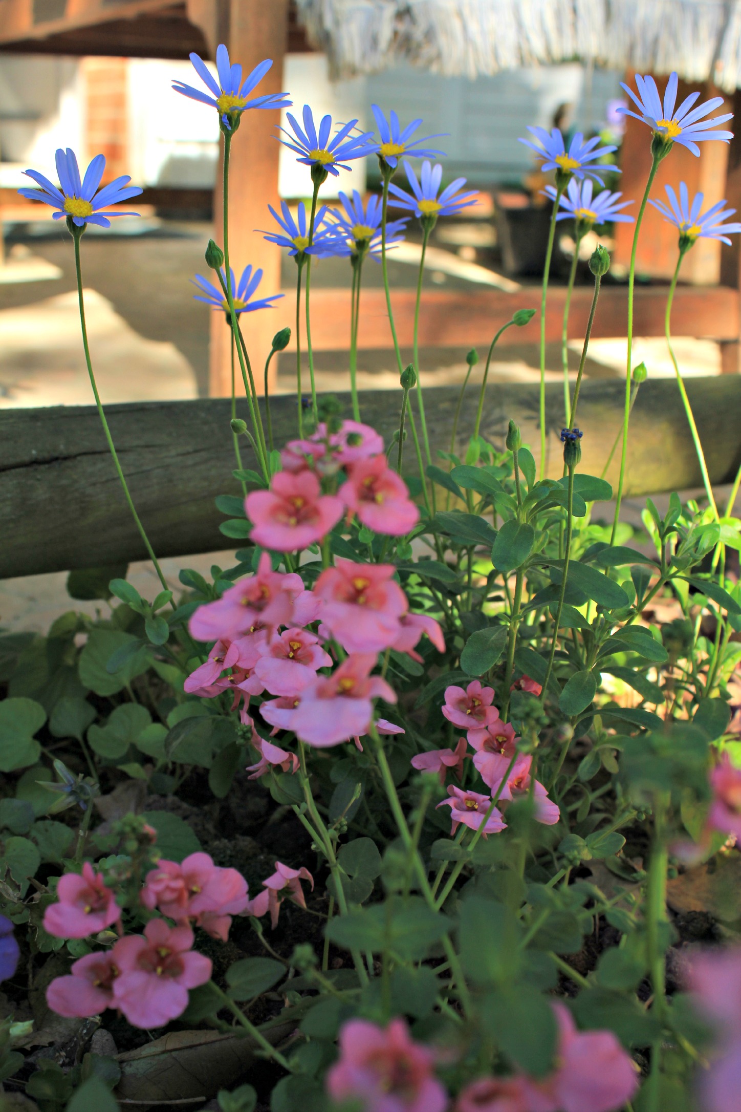 Fonds d'cran Nature Fleurs 