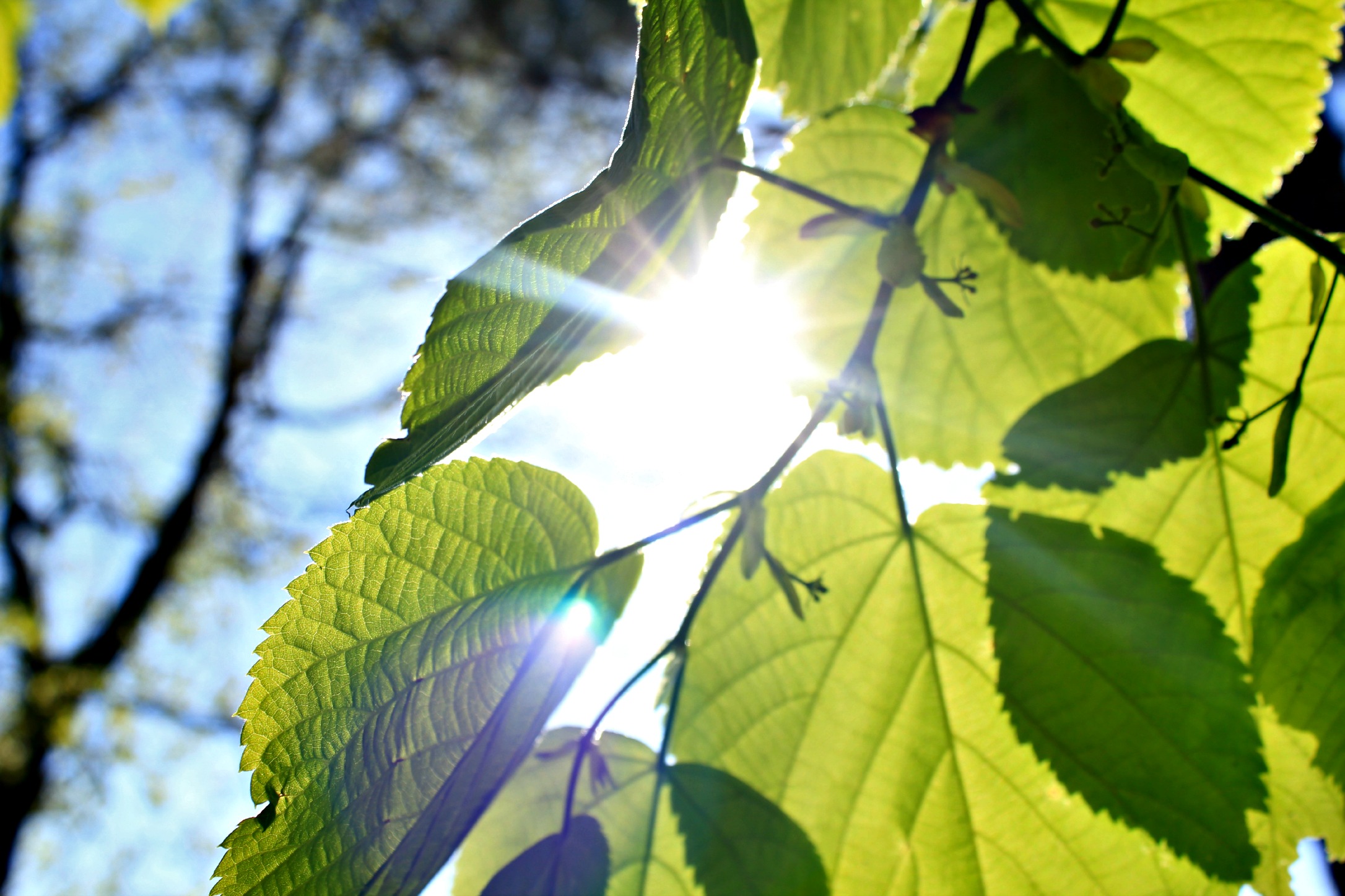 Wallpapers Nature Leaves - Foliage soleil traversant les feuilles