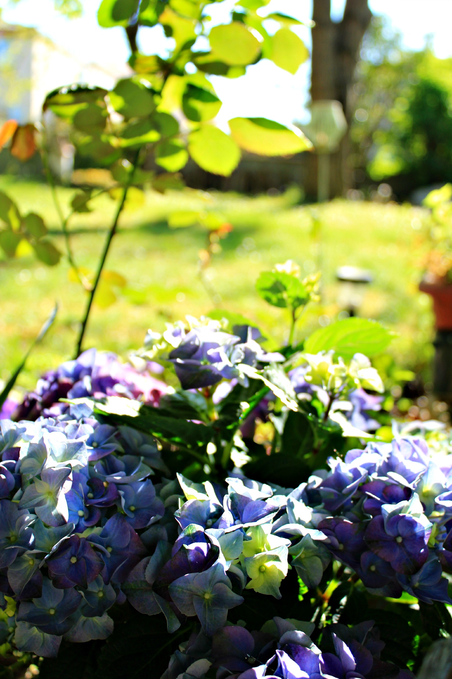 Fonds d'cran Nature Fleurs 