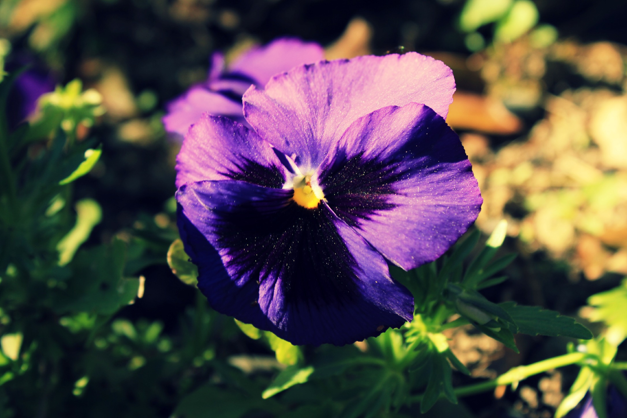 Fonds d'cran Nature Fleurs 