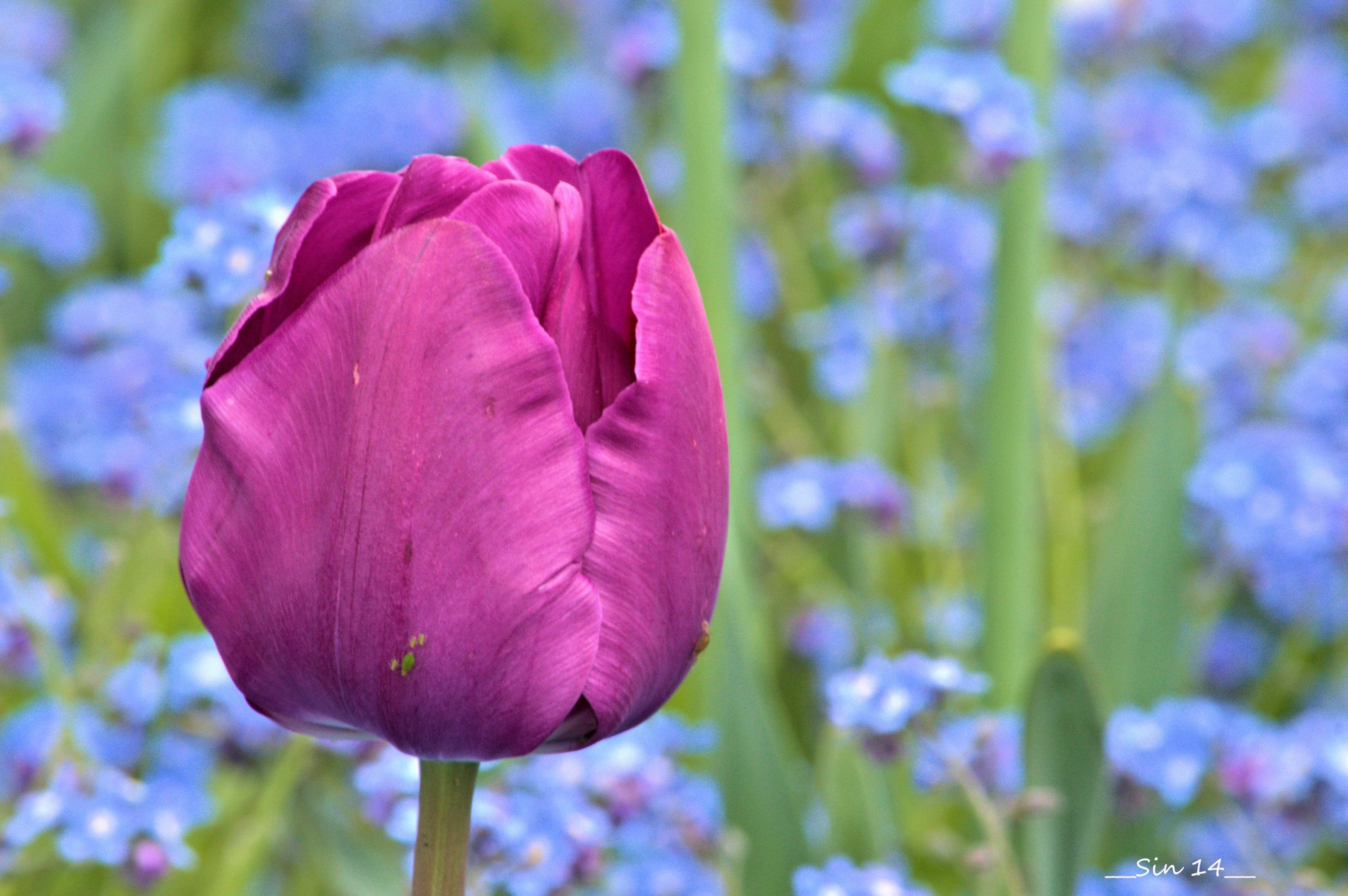 Fonds d'cran Nature Fleurs fleurs des villes