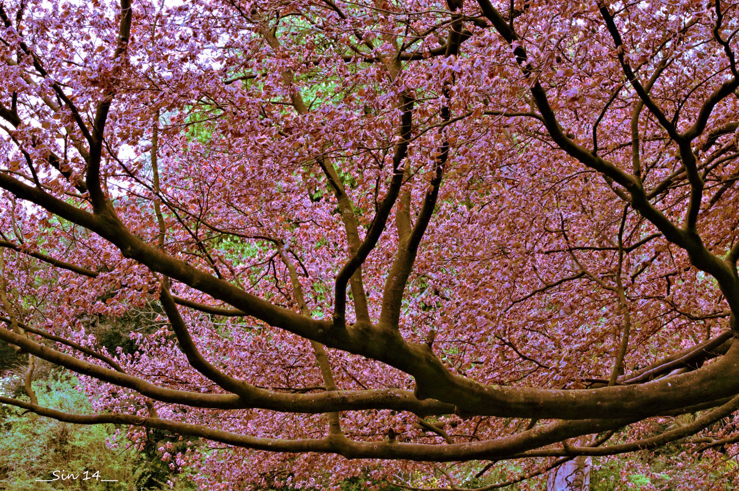 Fonds d'cran Nature Arbres - Forts 